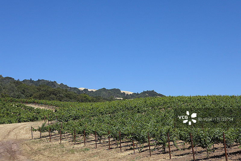 葡萄园图片素材