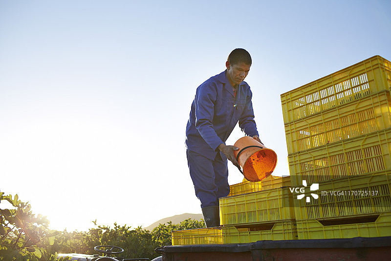 水果农场工人将无花果倒入盒子图片素材