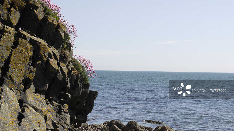 悬崖边生长的野花图片素材