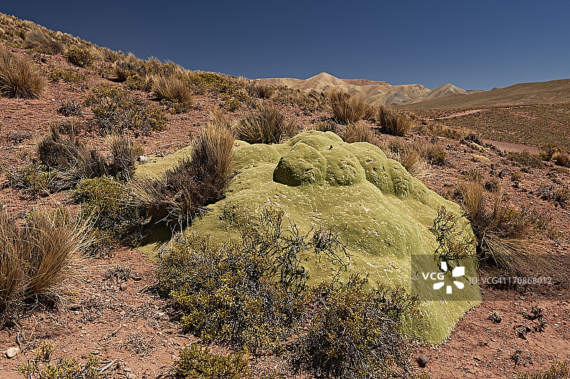 亚瑞塔植物图片素材