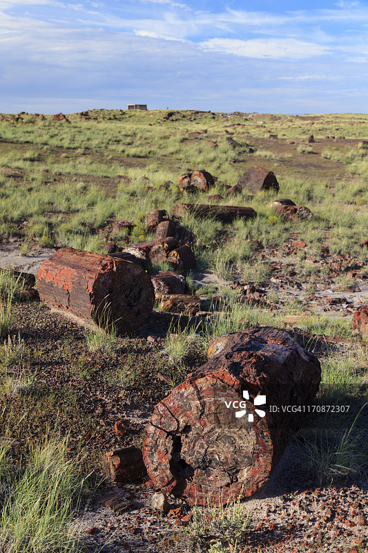 石化森林国家公园图片素材