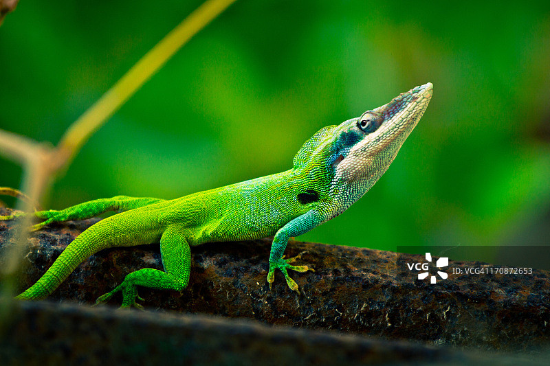 绿色的蜥蜴图片素材