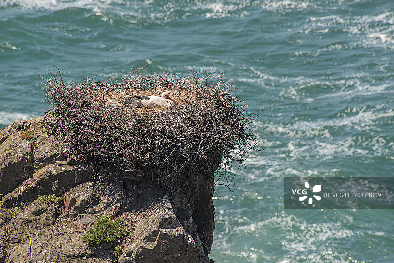 大西洋悬崖上鸟巢中的白鹳图片素材