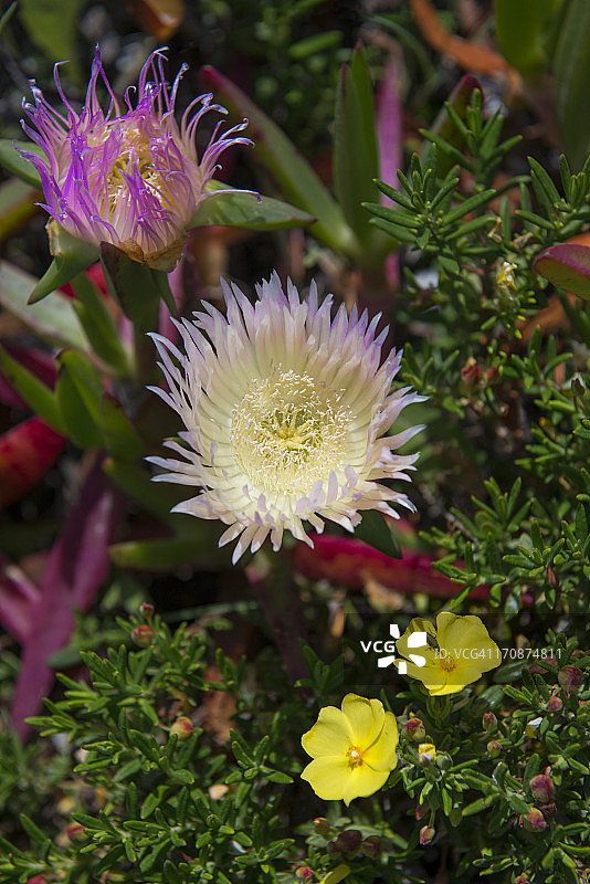 冰叶日中花和毛茛特写图片素材