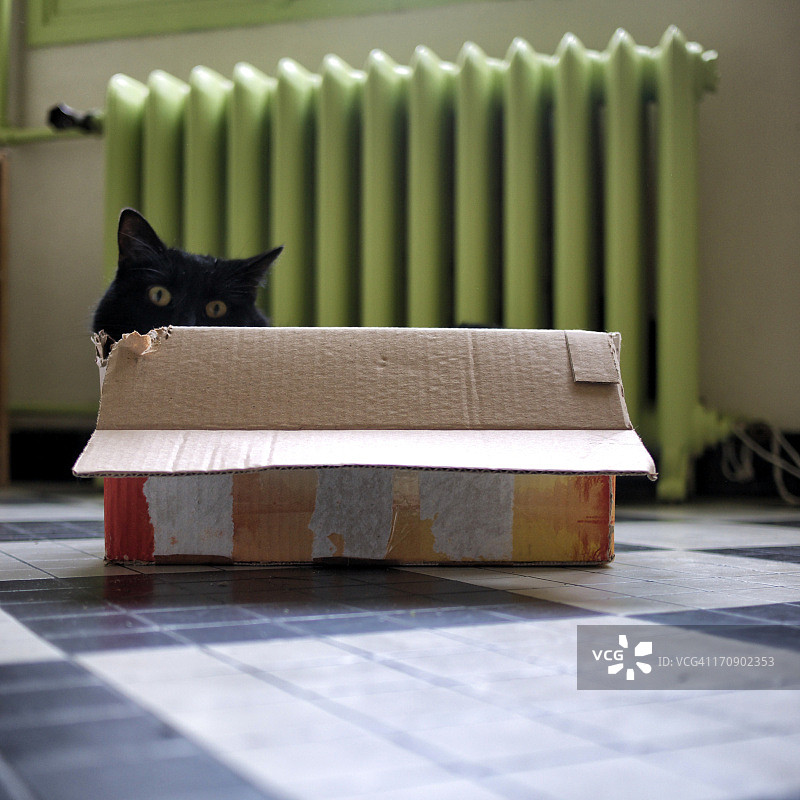 盒子里的猫图片素材