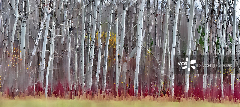 白桦林图片素材