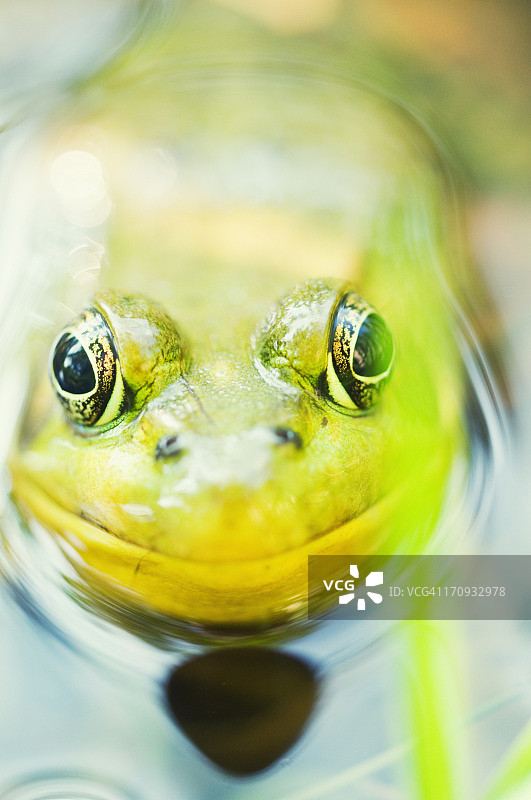 青蛙肖像图片素材