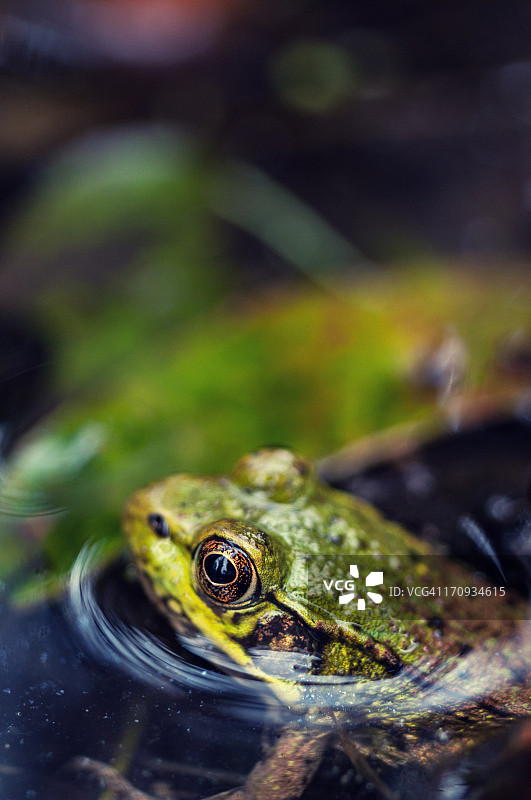 青蛙的生活图片素材