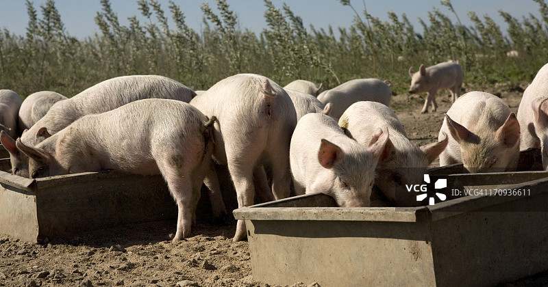 阳光明媚的日子里快乐的小猪在食槽旁进食图片素材