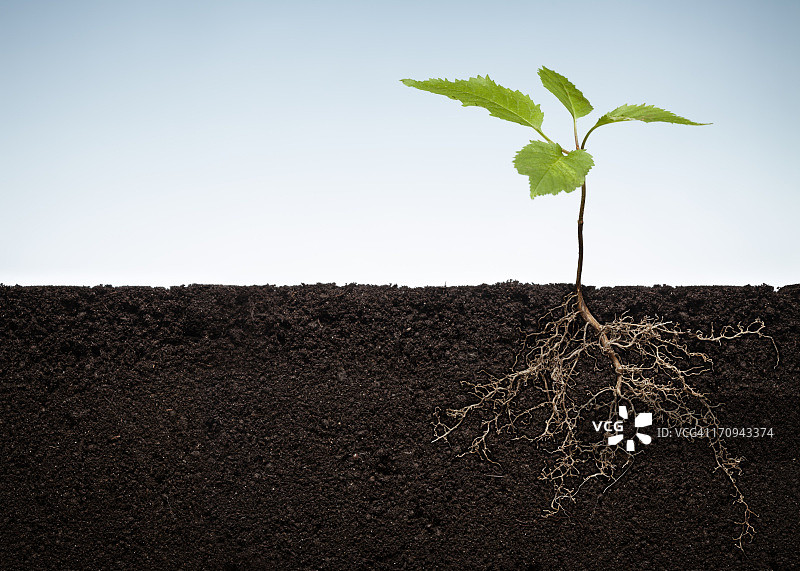 裸露根部的植物图片素材