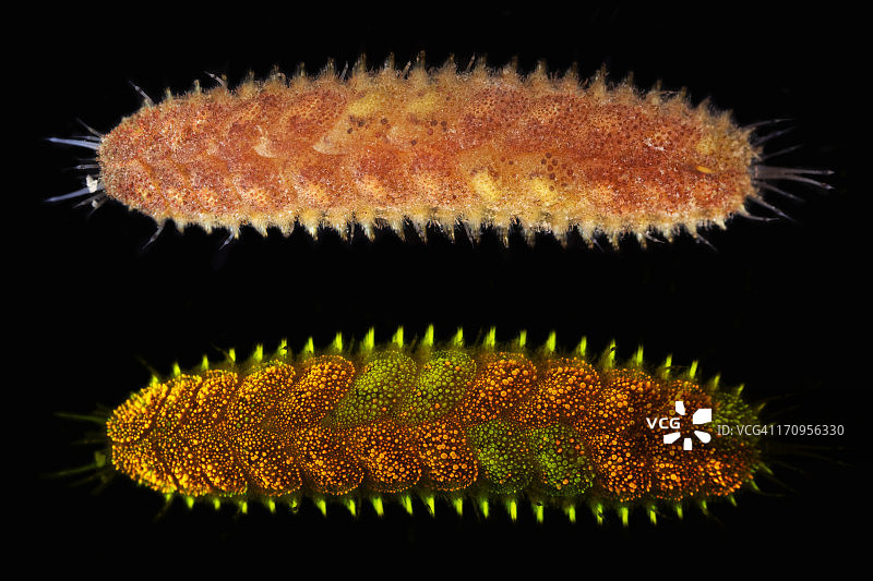 鳞片多鳞虫图片素材