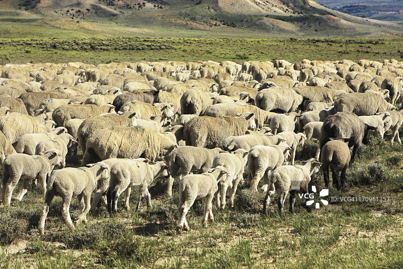 畜牧绵羊群图片素材