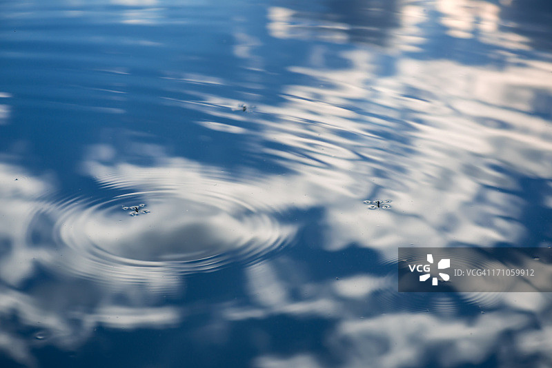 池塘上的水黾图片素材