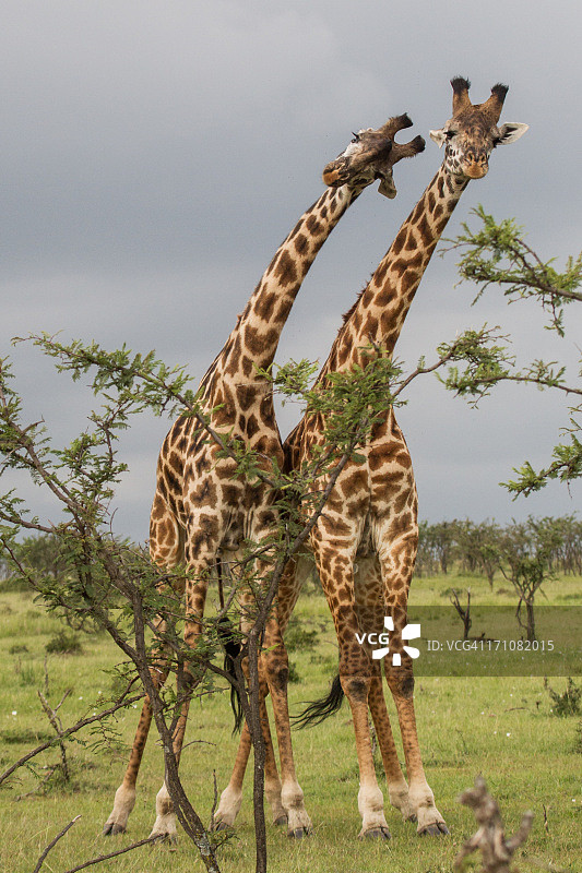 肯定会受伤……两只马赛长颈鹿在战斗图片素材