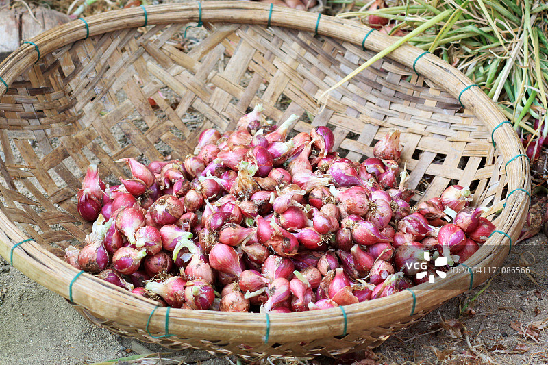 越南广义省李山岛的红洋葱图片素材