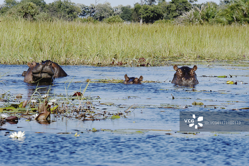 两只河马和小河马在博茨瓦纳奥卡万戈三角洲图片素材