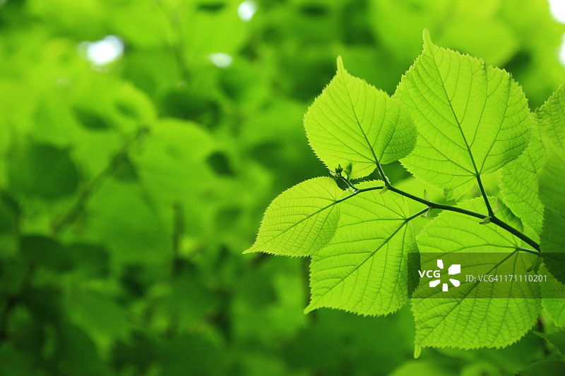 新鲜的叶子图片素材