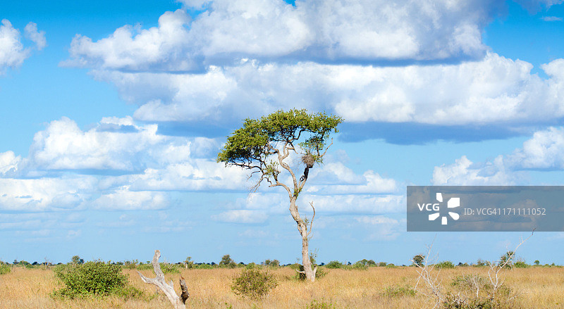 南非稀树草原上的孤树图片素材