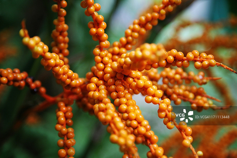 橙色树枝图片素材