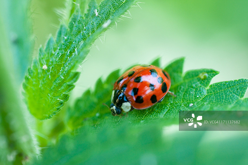 瓢虫微距拍摄图片素材