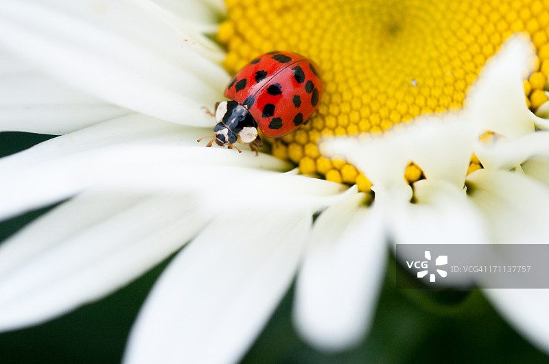 瓢虫爬行图片素材