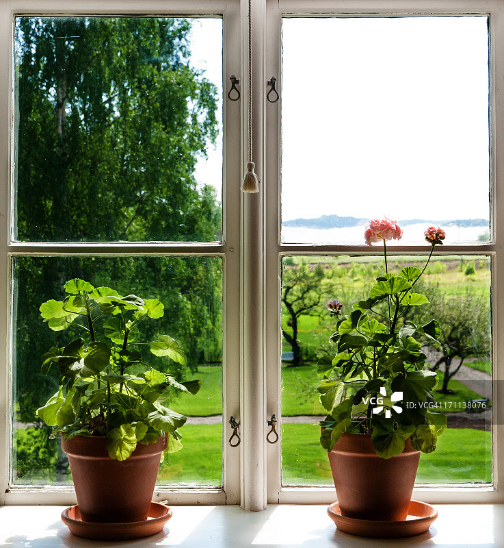 窗户上的花朵图片素材