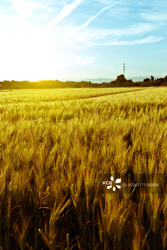 日落时分收获前休耕的麦田图片素材