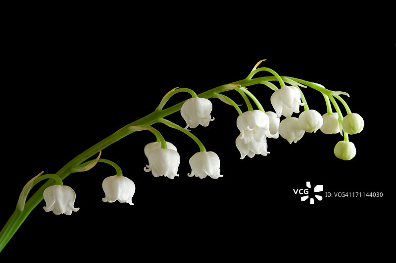 黑色背景上的花朵图片素材