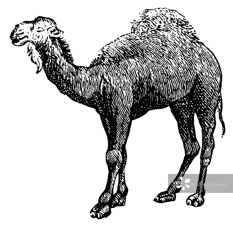 阿拉伯骆驼 | 古董动物插图图片素材