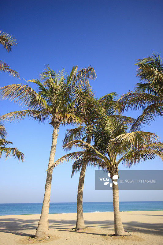 空旷海滩上的三棵棕榈树图片素材
