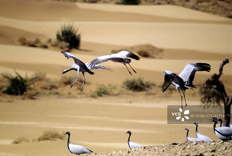 克兰小姐图片素材