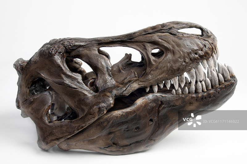 化石霸王龙头图片素材