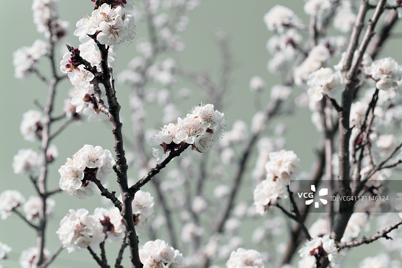 树开花图片素材