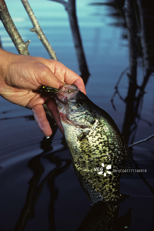 提起圆鳍瓜子鲈图片素材