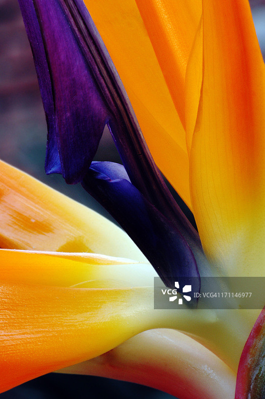 天堂鸟图片素材