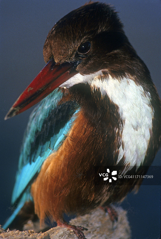 翠鸟肖像图片素材