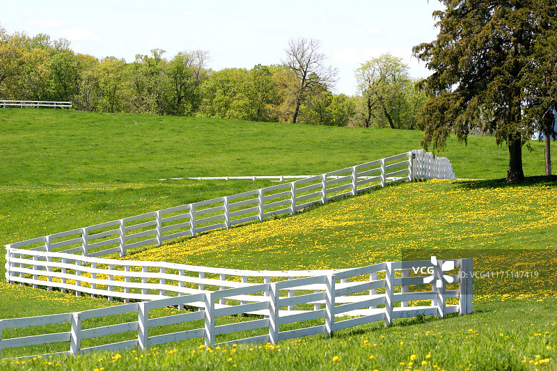 马场上的蒲公英图片素材