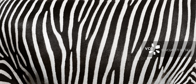 斑马条纹图片素材