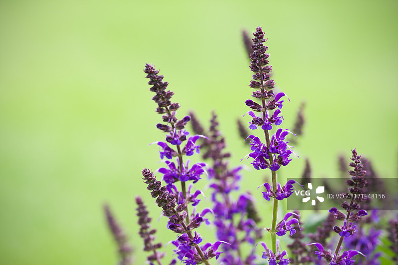 耐寒鼠尾草图片素材