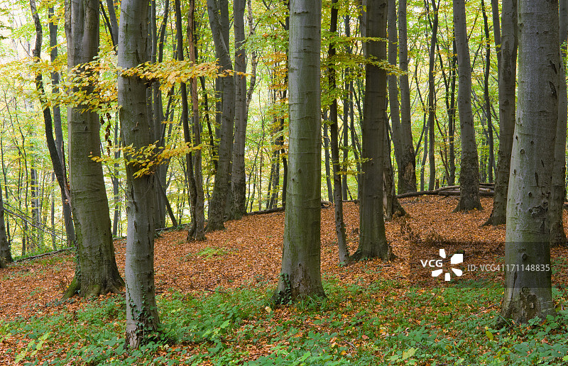 森林。图片素材