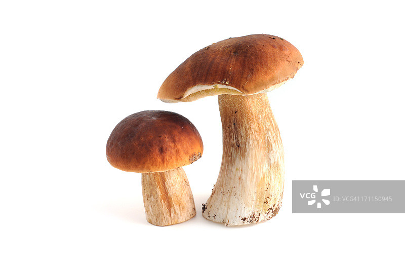 两朵尚未采摘的牛肝菌照片图片素材