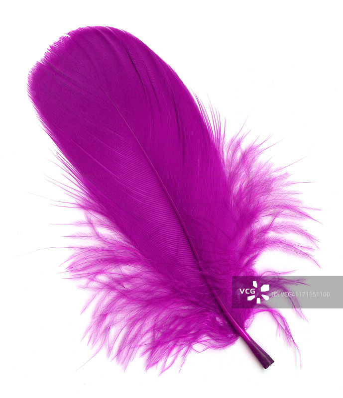 白色背景上的粉色羽毛图片素材