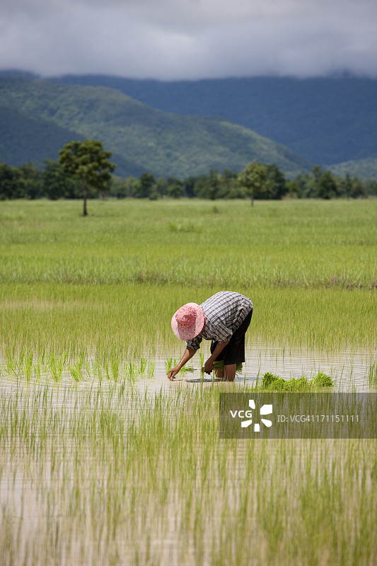 泰国东南亚水稻插秧图片素材