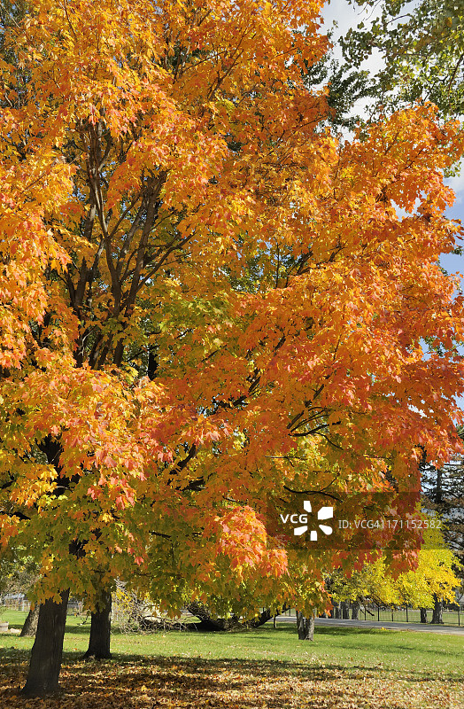 密歇根州的秋天图片素材