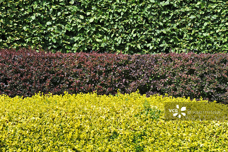 角树、伏牛花和金女贞树篱图片素材