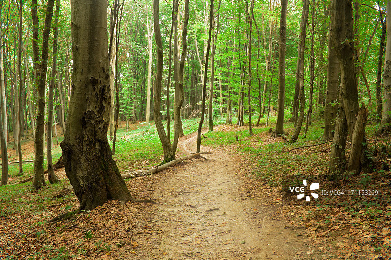 山毛榉森林图片素材