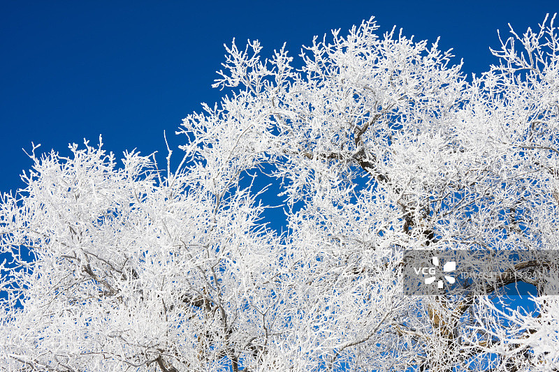 结霜严重的科顿伍德树图片素材