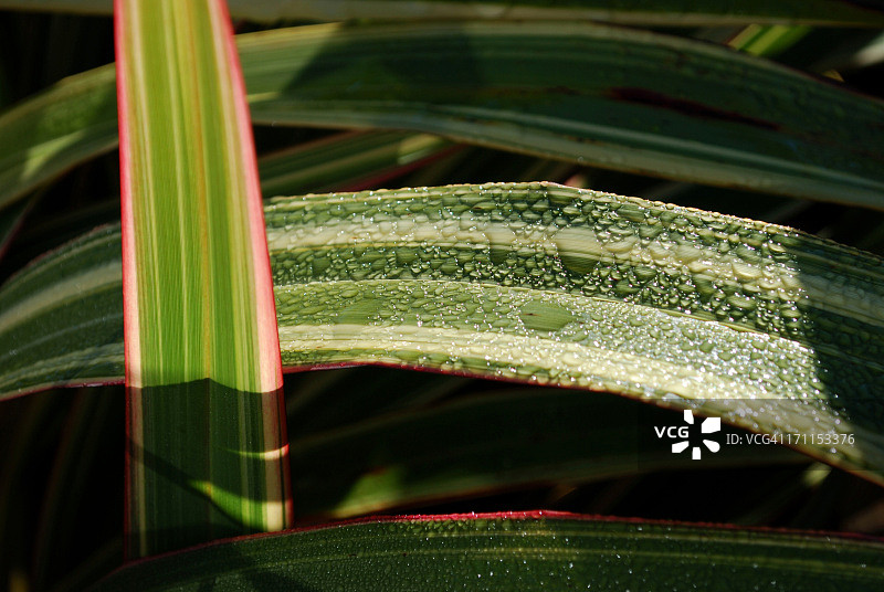 雨后阳光洒在亚麻叶上图片素材