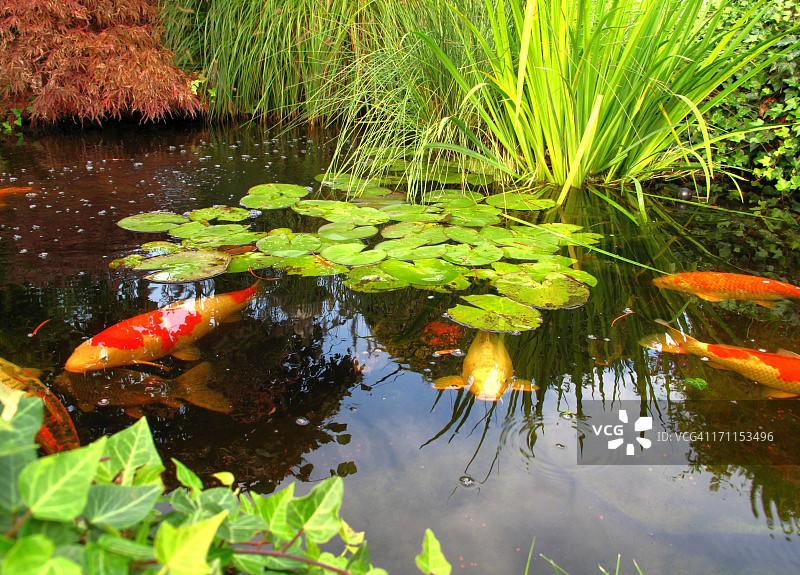 日式花园：池塘里的大锦鲤图片素材