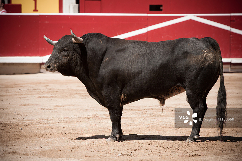 斗牛场的公牛图片素材